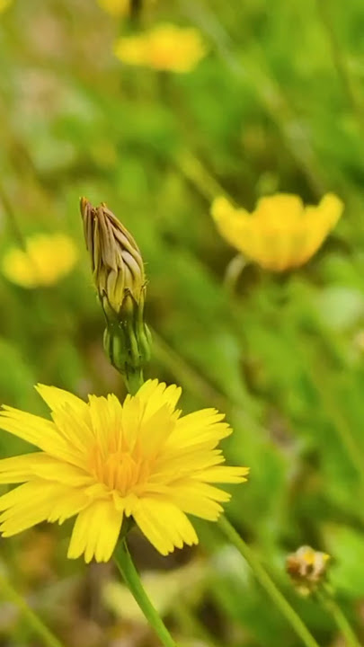 Hypochaeris radicata #naturelovers #flowers #naturebeauty