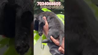 Labrador malayalam|puppies for sale|Labrador puppies Kerala|Puppies malayalam|low price dog Kerala|