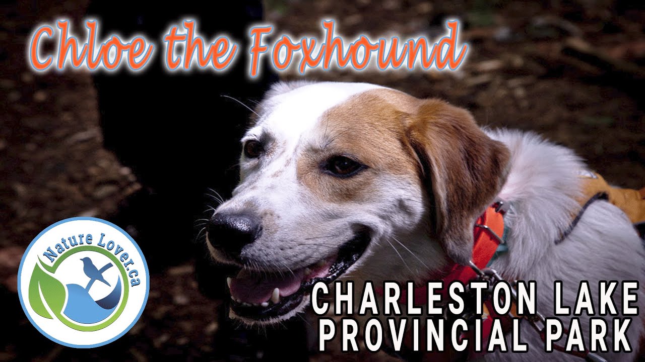 Chloe Weathers The Trails At Charleston Lake Provincial Park