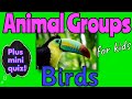 Birds and Their Characteristics Quiz