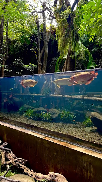 The best Arowana fish tank in the entire world 😍❤️