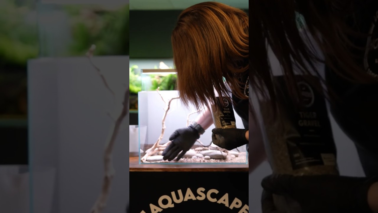 Rachael and her graded gravels 🙈🌿 #aquascape