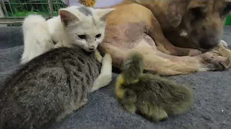 Baby Duck Hatching is taken care of by the kitten! It's really heartwarming, newborn bunnies
