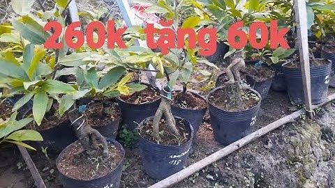 Mai cúc thọ hương mua 1 tặng 1. ĐT 0767.233.171. Ngày 12/6/2022