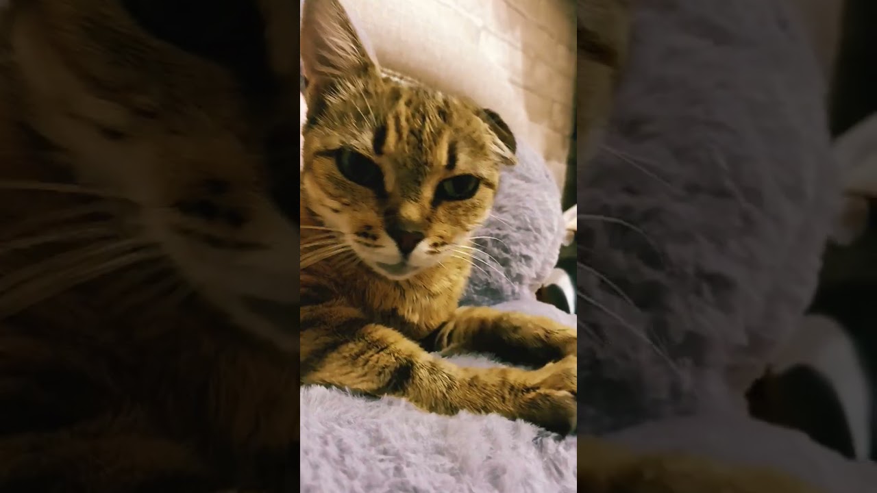 Зои шарит за тренды?