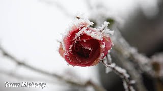 Мягкая музыка, успокаивающая нервную систему и поднимающая настроение🌿Сергей Грищук #12