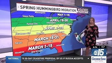 Ruby-Throated Hummingbird Spring Migration
