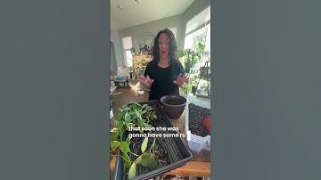 When new plant parents go to the big box stores, they are often set up for failure. #plants #repot