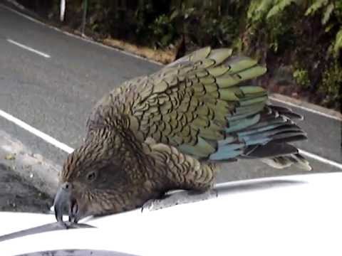 Thumb of Kea video