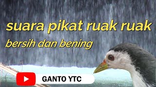 SUARA PIKAT RUAK RUAK AMPUH