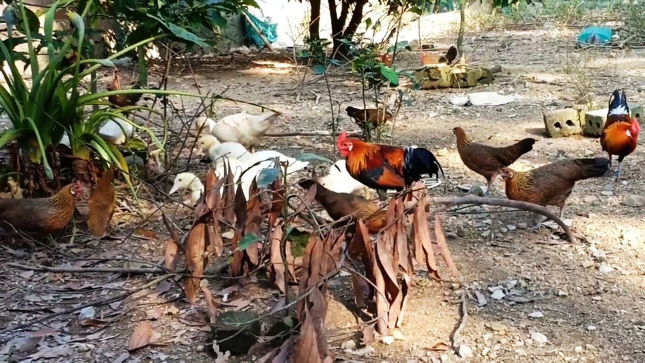 Liat Ayam Hutan f1 Di Ternak Secara Semi Umbaran Ternya Lebih Baik