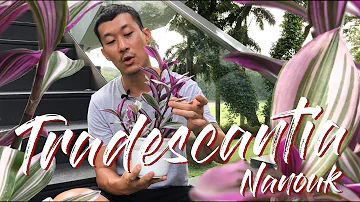 Comment entretenir un tradescantia Nanouk ? Comment entretenir un tradescantia Nanouk ?