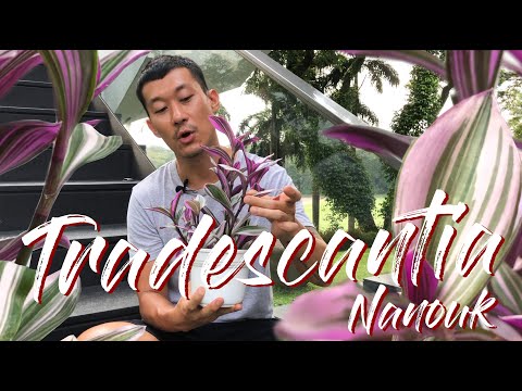 Video: Tradescantia Bukan Sahaja Bunga Dalaman
