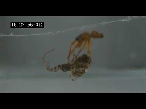 La araña macho que se catapulta para no ser devorada