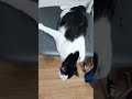 인이의일상