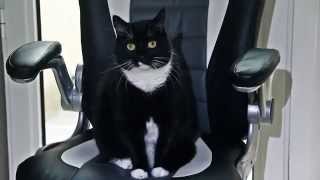 Cat Sitting On Office Chair - Like A Boss - Catisfaction