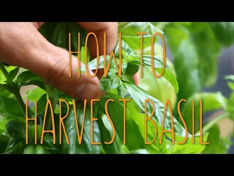 Como Colheita Basil