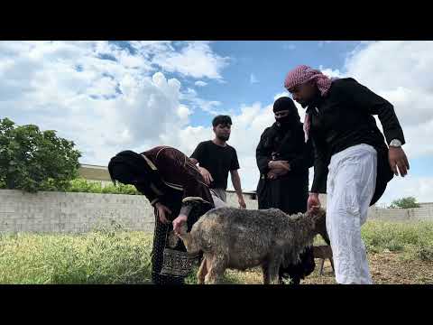 ام حسين رح تشتري ضحـ ـية مع ام خليل