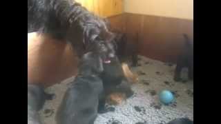 Floortje Met Tante Zara