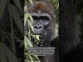 Chewing Behavior and Feeding Adaptation in Gorilla #gorillas