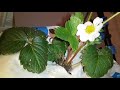 Гидропоника и растения. Видеоотчет о продолжении цветения... 20180128