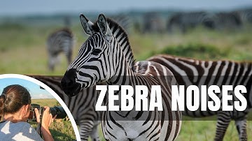 🦓 What sound does a zebra make? Zebra Sounds You Weren’t Emotionally Ready For