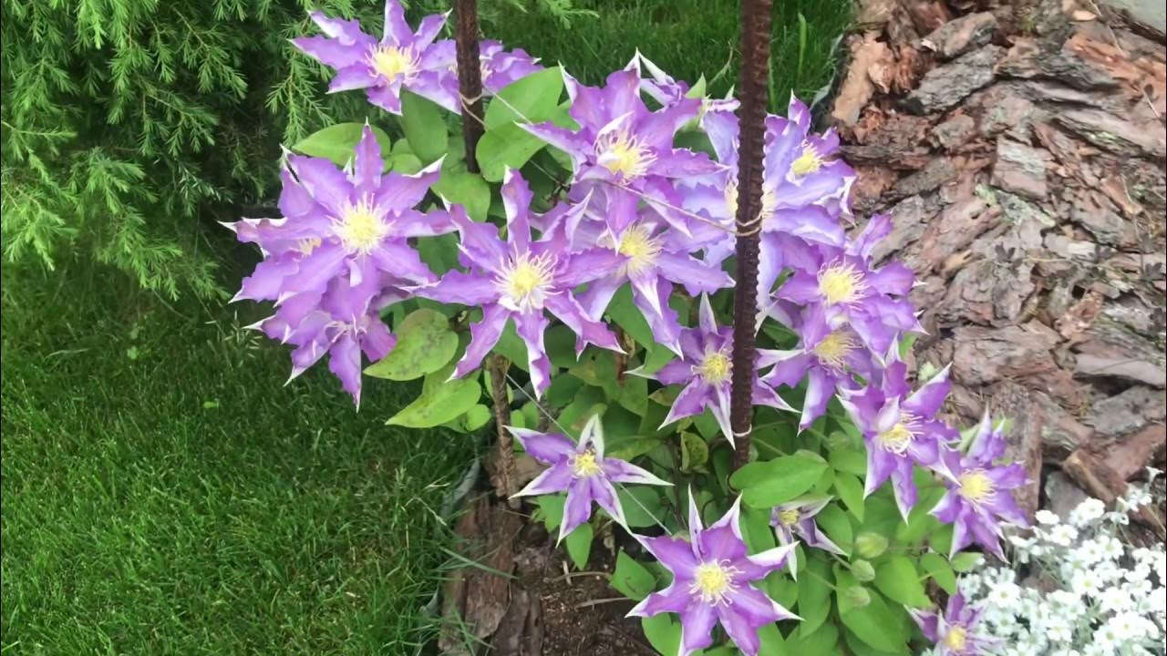 clematis "thyrislund" - Florist's Plantica
