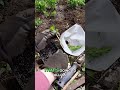 Prepping a Perennial Cutting - Plant Multiplication! #GrowMorePlants #PerennialPropagation