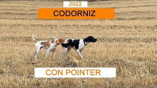 ⚡️😊 CODORNIZ CON POINTER 2022💥#cazamenor #codorniz #pointer