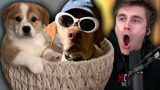 I rated my viewers dogs and gave the best one $1000