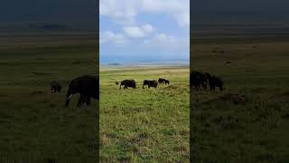 Elephant Herd! #Wildlife | #ShortsAfrica