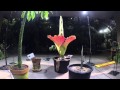 Time-lapse video: Amorphophallus titanum 2014 bloom