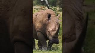 White Rhino Vs Cave Bear