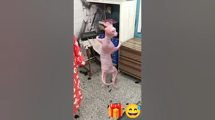 Watch the video about Sphynx cat dance 😾😄 #funny #shorts #cat #pets #sphynx