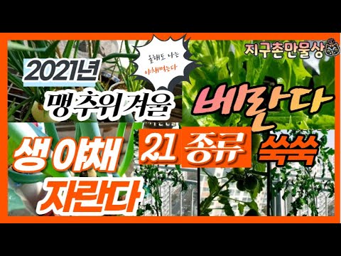 베란다 겨울야채 21종 쑥쑥자란다/베란다텃밭/겨울야채/지구촌만물상