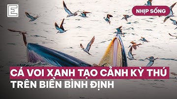 Nhịp Sống: Cá Voi Xanh Tạo Cảnh Kỳ Thú Trên Biển Bình Định | VnExpress