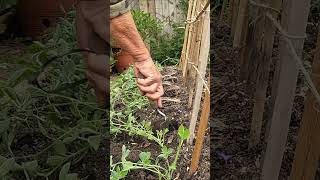 Spring Update, Planting sweet peas#shorts #nature #springdiaries #garden #gardeningtips #plants