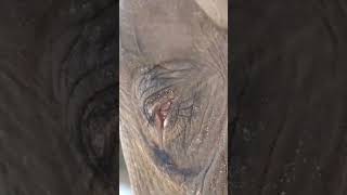 DID YOU KNOW THAT ELEPHANTS CAN PAINT  ?