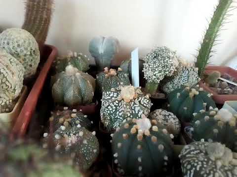 Видео: Възможно ли е да се дават кактуси