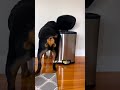🐶🦜 “A tiny parrot sharing milk with a puppy… the cutest friendship on the internet! ❤️🇺🇸”#CuteAn