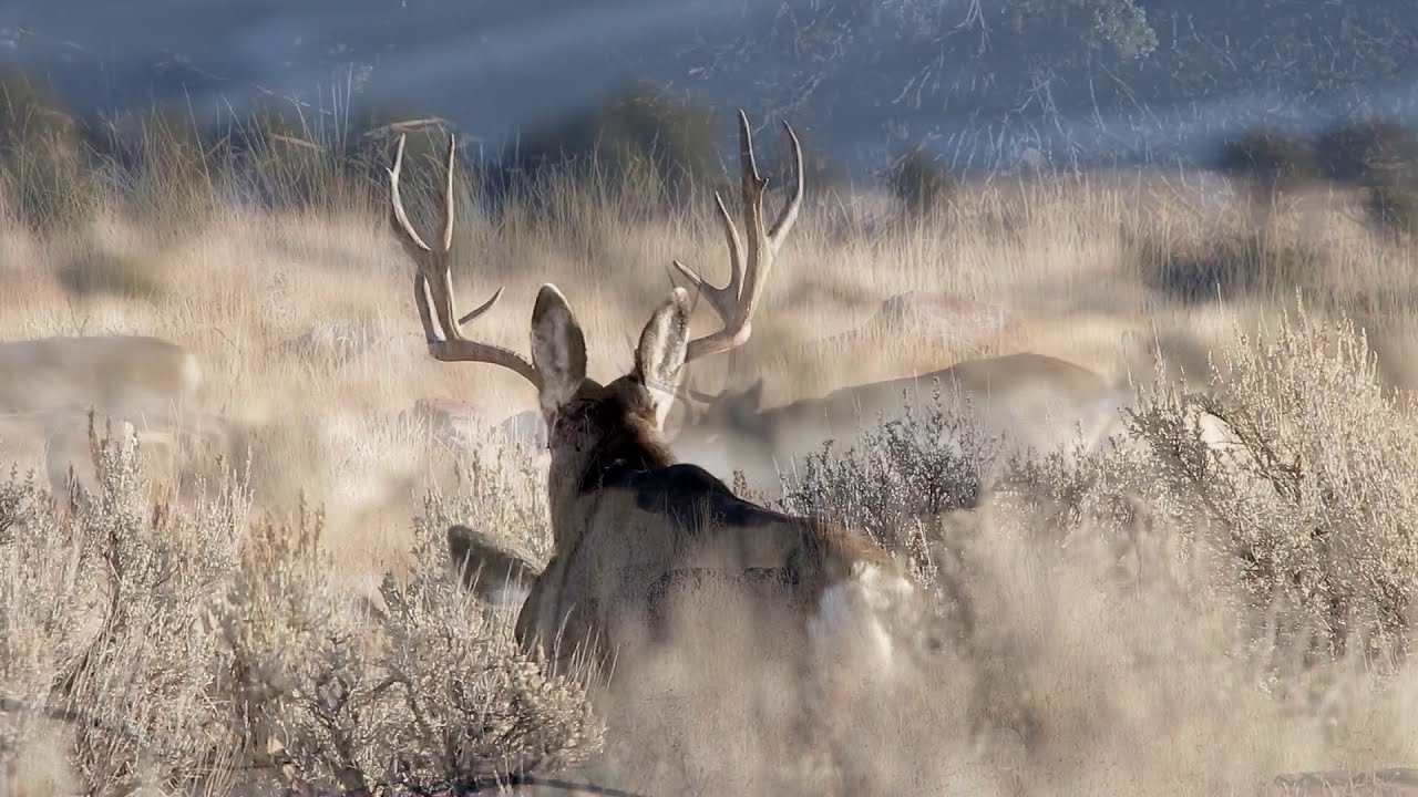 Oak Creek Utah mule deer 2020 YouTube