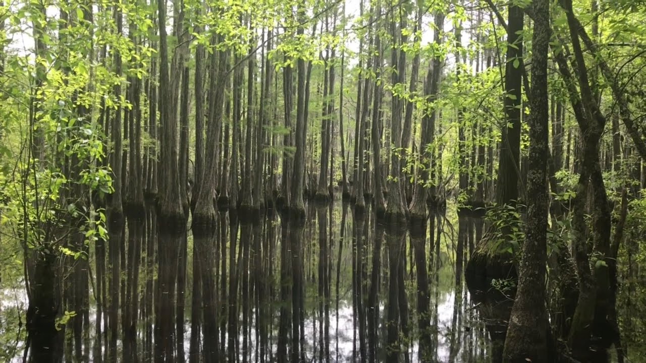 Hiking at L. Smith State Park YouTube