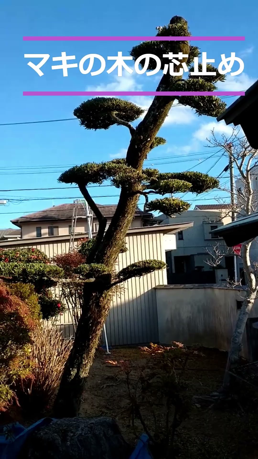 マキの木 園芸の豆知識：マキの木（槇の木）| 新和造園株式会社