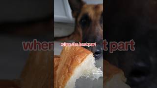 the best part German Shepherd Shorthaired Pointer... #new #shorts #ytshorts #viral #viralshorts