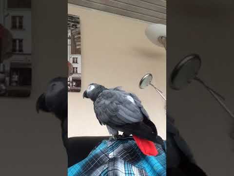 Video: Den Talende Papegøje Bestilte Selv En Pakke Via Internettet - Alternativ Visning