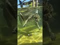 無敵の水中捕食者