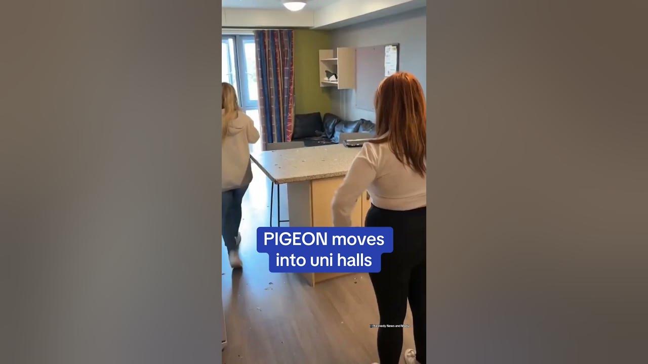 PIGEON moves into uni halls 🤣
