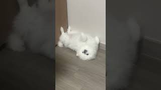 강아지가 배를 보여줄 때의 심리 #강아지