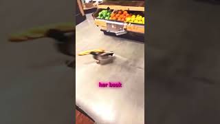 Mom Duck's Bread Heist For Her Ducklings
