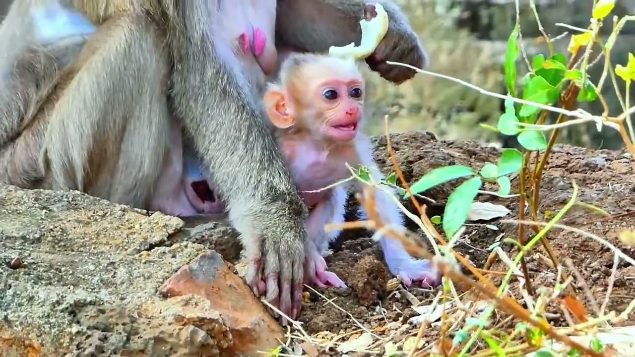Copy of Live: So Happy! Little Baby ROSALYN Enjoys Playtime with Her Loving Family 💛🐒